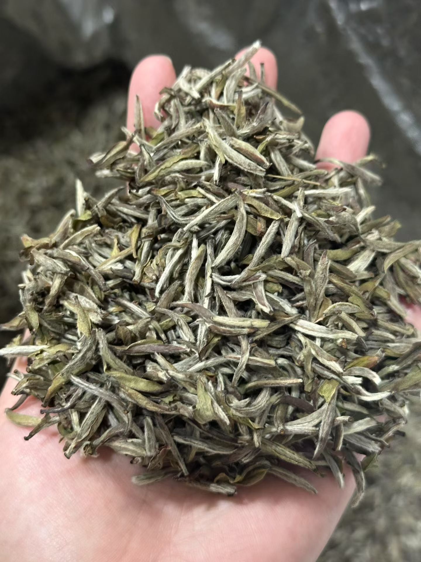 20年头采银针  12011